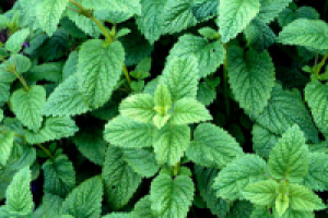 Описание мелиссы лекарственной
