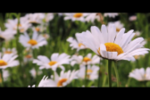 Свадебный клип