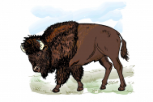 Бизон