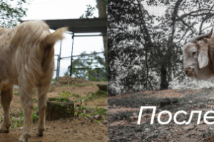 Работа 3826143