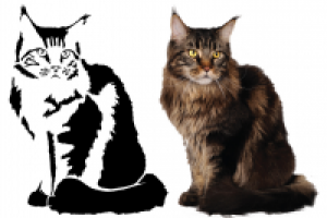 отрисовка по фото для трафарета