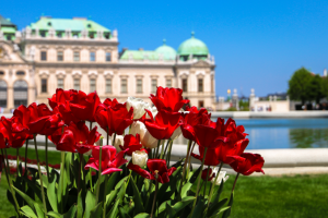 Тюльпаны. Вена