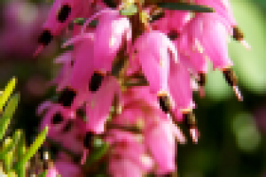 Работа 2276588