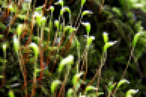 Работа 2276508