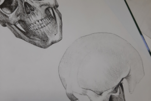 Sketch of the skull