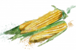 Иллюстрация для упаковки1