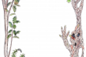 иллюстрации к книге "сказки дремучего леса"