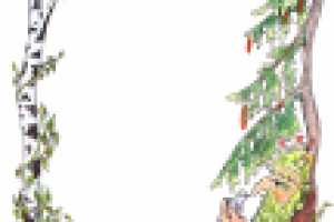 иллюстрации к книге "сказки дремучего леса"