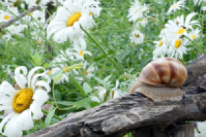 Улитка  и цветок