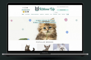Seo-продвижение сайтов. Магазин кошек.