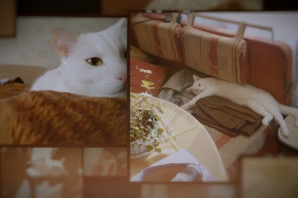 img4252693.png
