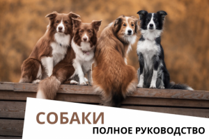 Полное руководство