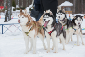 Работа 2742501