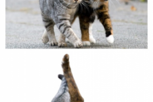 Удаление заднего фона / вырезка предмета из фото