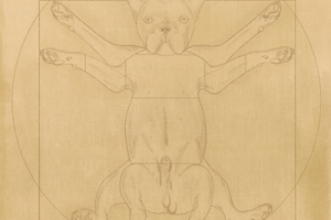 Витрувианский Бульдог