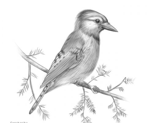 img4260455.png