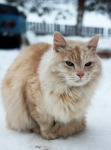 Кот