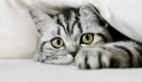 Кот