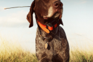 Навигатор для собак – стильный помощник современного охотника