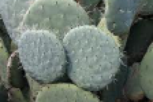 Консультация проктолога