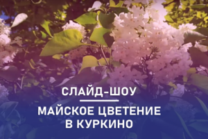 Майское цветение в Куркино. Слайд шоу из видео и фото под музыку