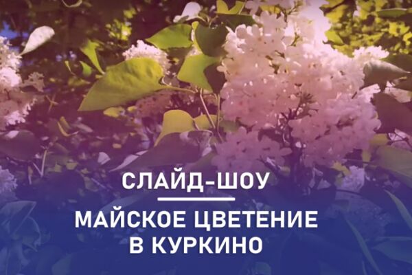 img4298246.png