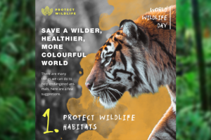 Баннерная анимация