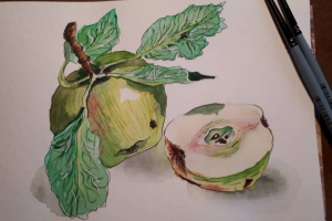 акарель скетч