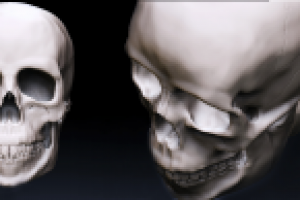 zbrush череп по референсам