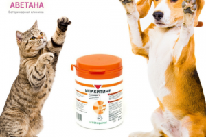 Макеты для ветклиники