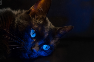 кот