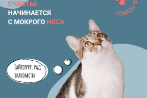 Баннер для фонда помощи бездомным животным