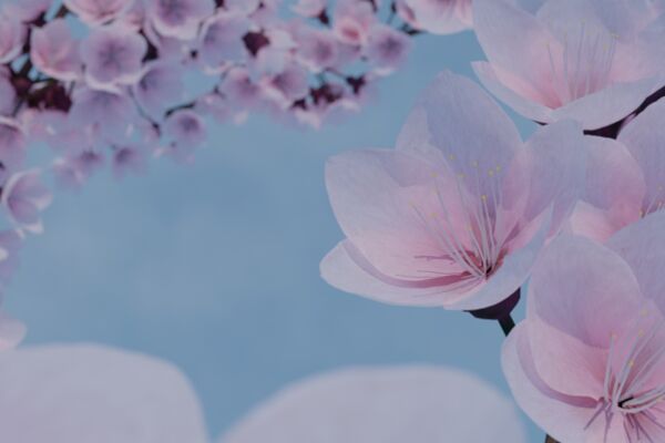 img4291999.png