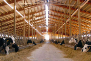 Коровник, прошедший государственную экспертизу