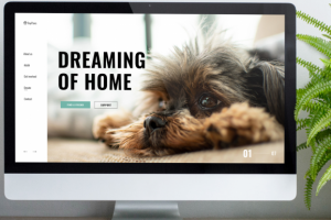 Дизайн первого экрана приюта для животных