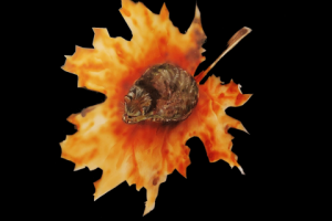 лист кошачьего древа