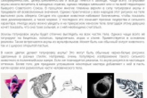 ЭСКИЗЫ ТАТУИРОВОК АКУЛА