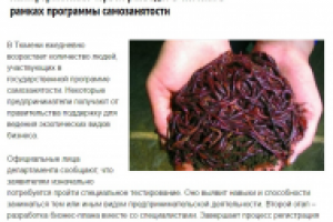 Калифорнийских червей разводят в Тюмени