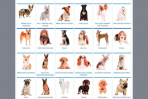 Сайт продажи щенков 101dog