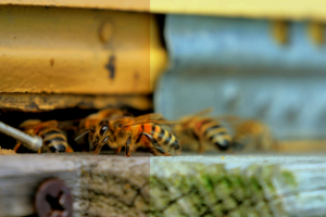 Пчелы. Color correction