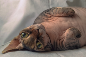 Работа 4037950