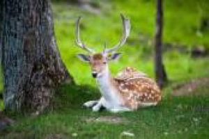 Серия статей для охотхозяйства