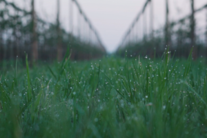 Агроном сад