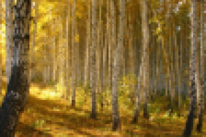 Работа 1506312