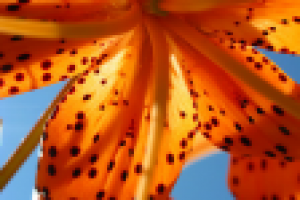 Работа 1506301