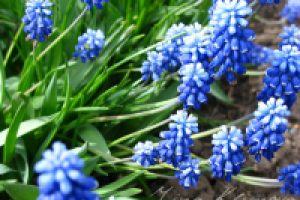 Работа 1506274