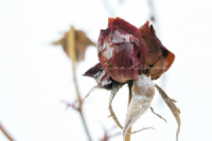 Работа 1506287