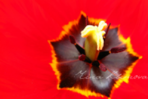 Работа 1506279