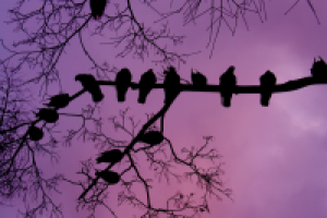 Птицы города