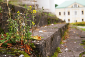 Природа vs. Цивилизация